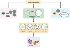 A proposed model of impaired autophagy in experimental acute pancreatitis induced by cerulein or alcohol.