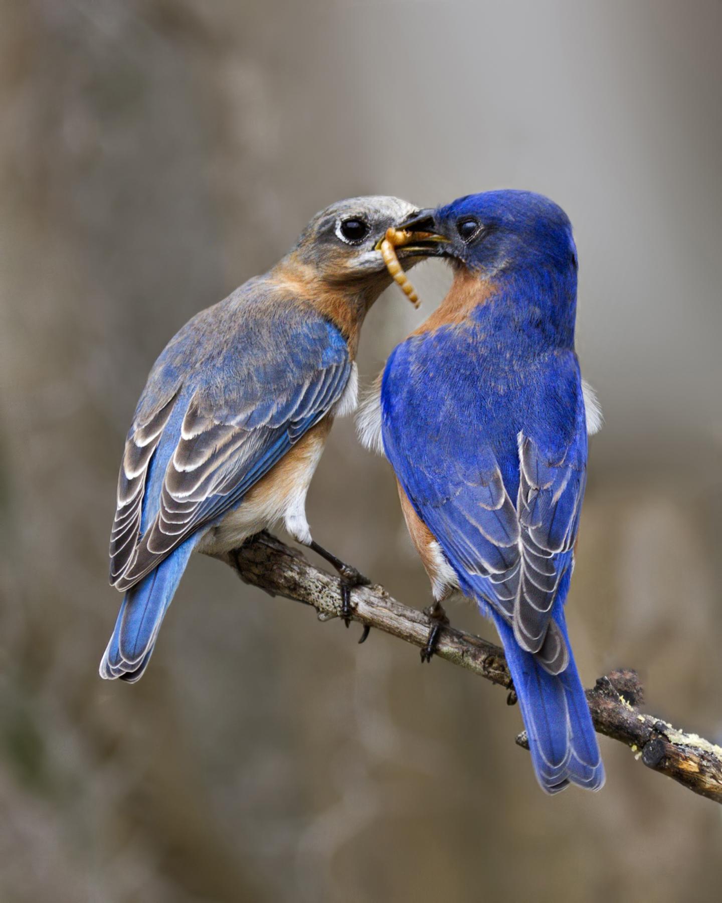 Eastern Bluebirds