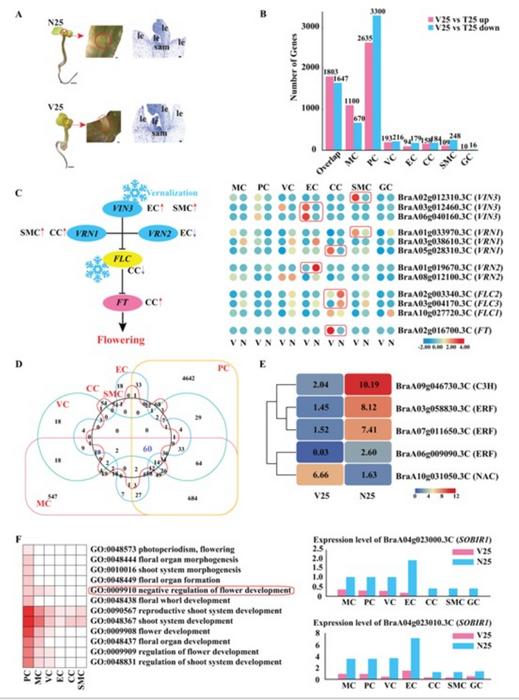 Differential gene expression patterns across various cell types during vernalization.