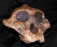 Skull of <i>Paranthropus boisei</i>, the Nutcracker Man