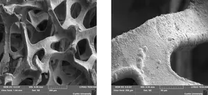 Scanning electron micrograph of NiOOH-Ni