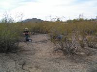 University of Arizona Ecologists at Tumamoc