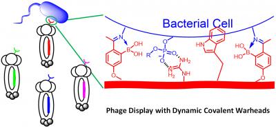 A High Throughput Platform for Developing Targeted Antibiotics