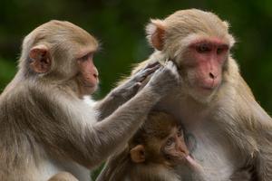 Rhesus macaques