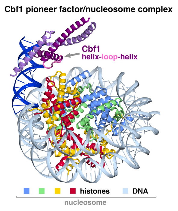 Cbf1 bound to DNA and histones