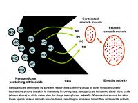 Nanoparticles Triggering Erectile Activity