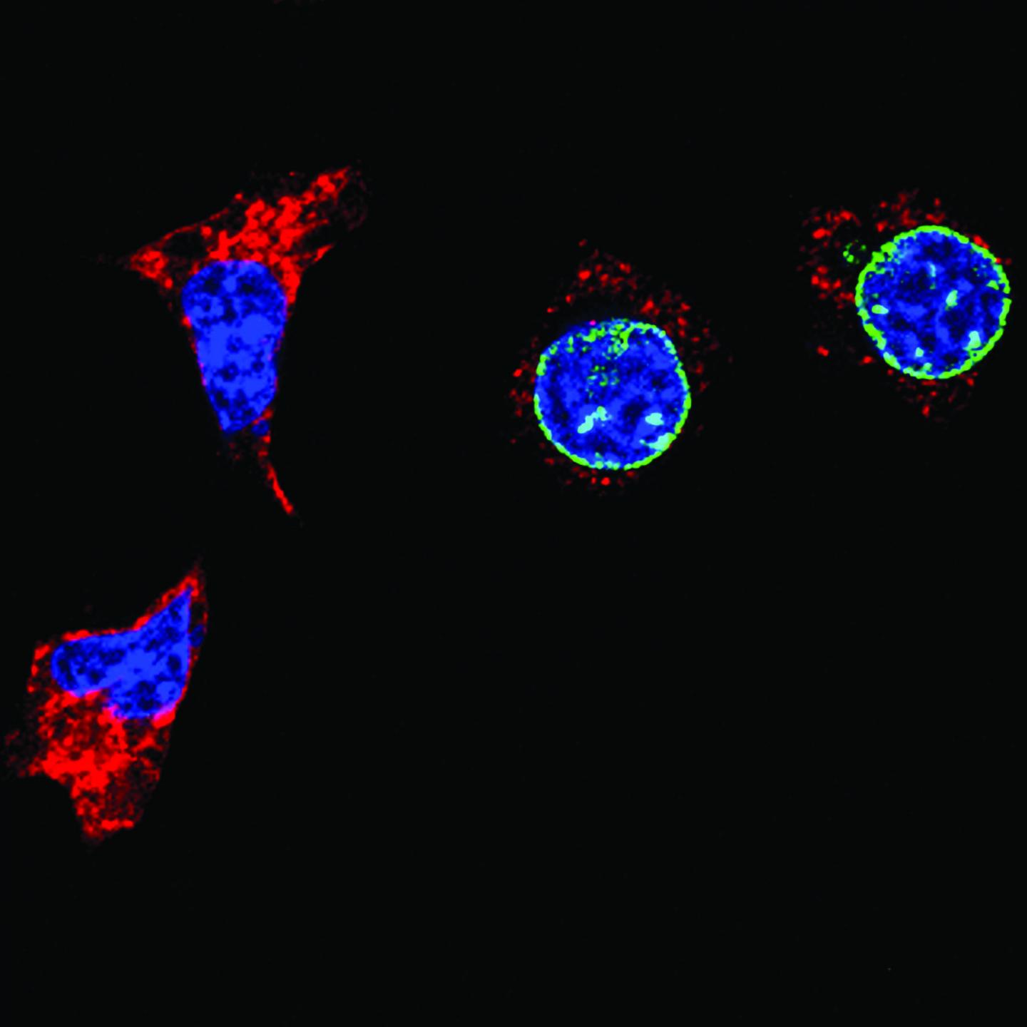 Transport Protein has an Unexpected Role