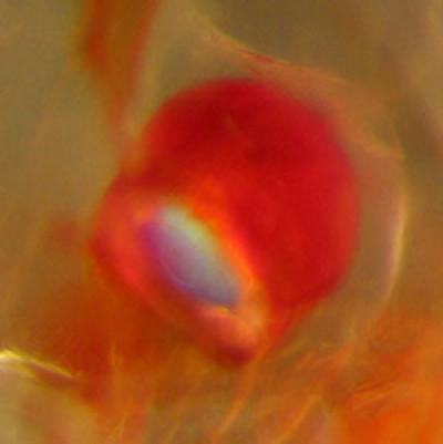 Krill Muscle [IMAGE] | EurekAlert! Science News Releases