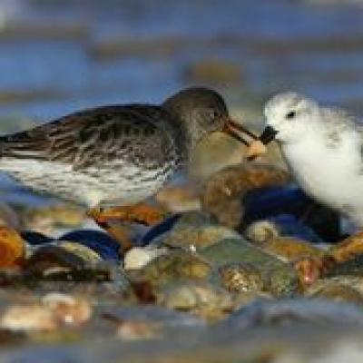 Purple Sandpiper and Sanderling