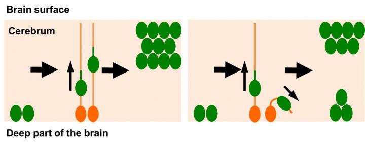 Schematic Illustrations