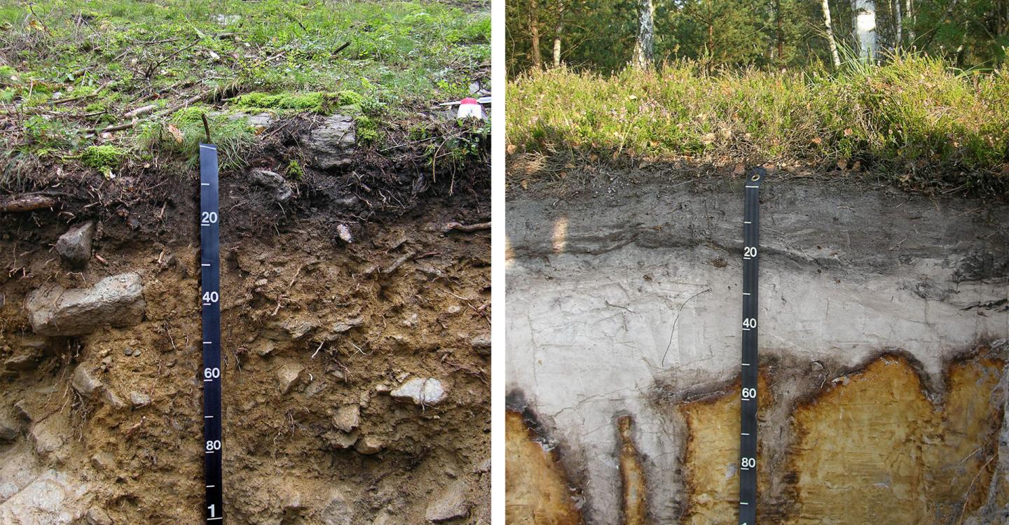 Soil Comparison