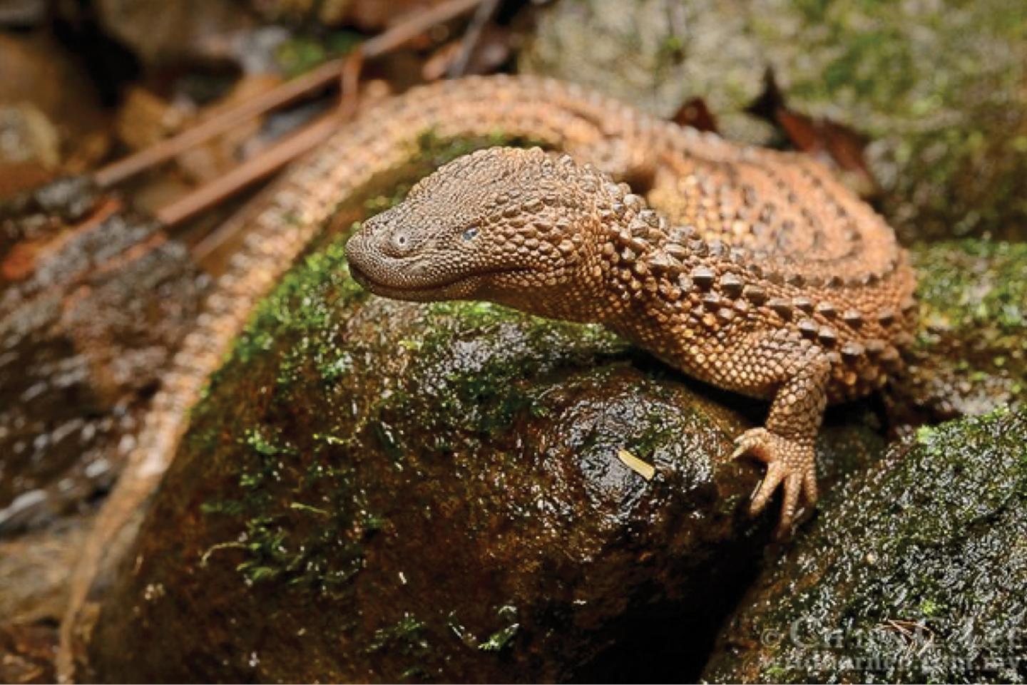 Earless monitor lizard