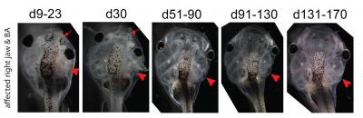 Facial Defects Self-Repair