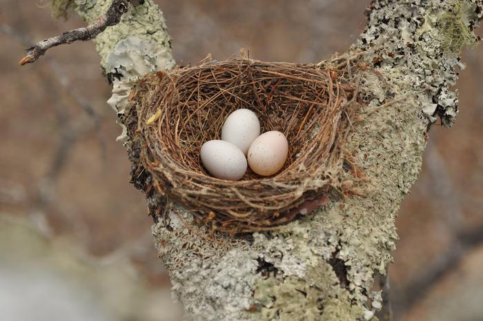 A fork-tailed drongo nest that has been parasitised by an African cuckoo (cuckoo egg on the bottom right).