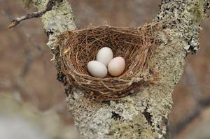 A fork-tailed drongo nest that has been parasitised by an African cuckoo (cuckoo egg on the bottom right).