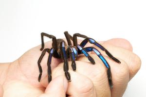 Chilobrachys natanicharum