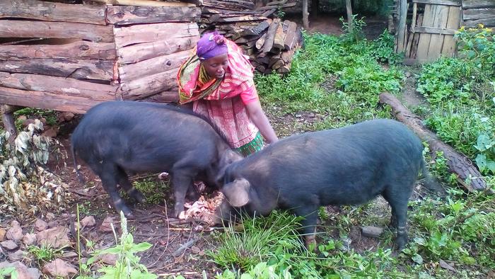 Rearing pigs in Uganda's Kigezi Highlands