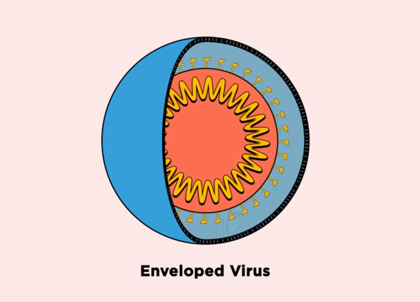 Peptoids inactivate enveloped viruses by disrupting their membranes.