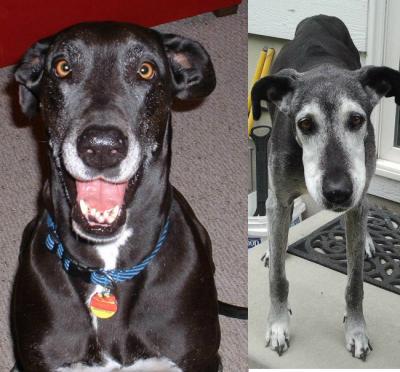 Star the Great Dane, Young and Old