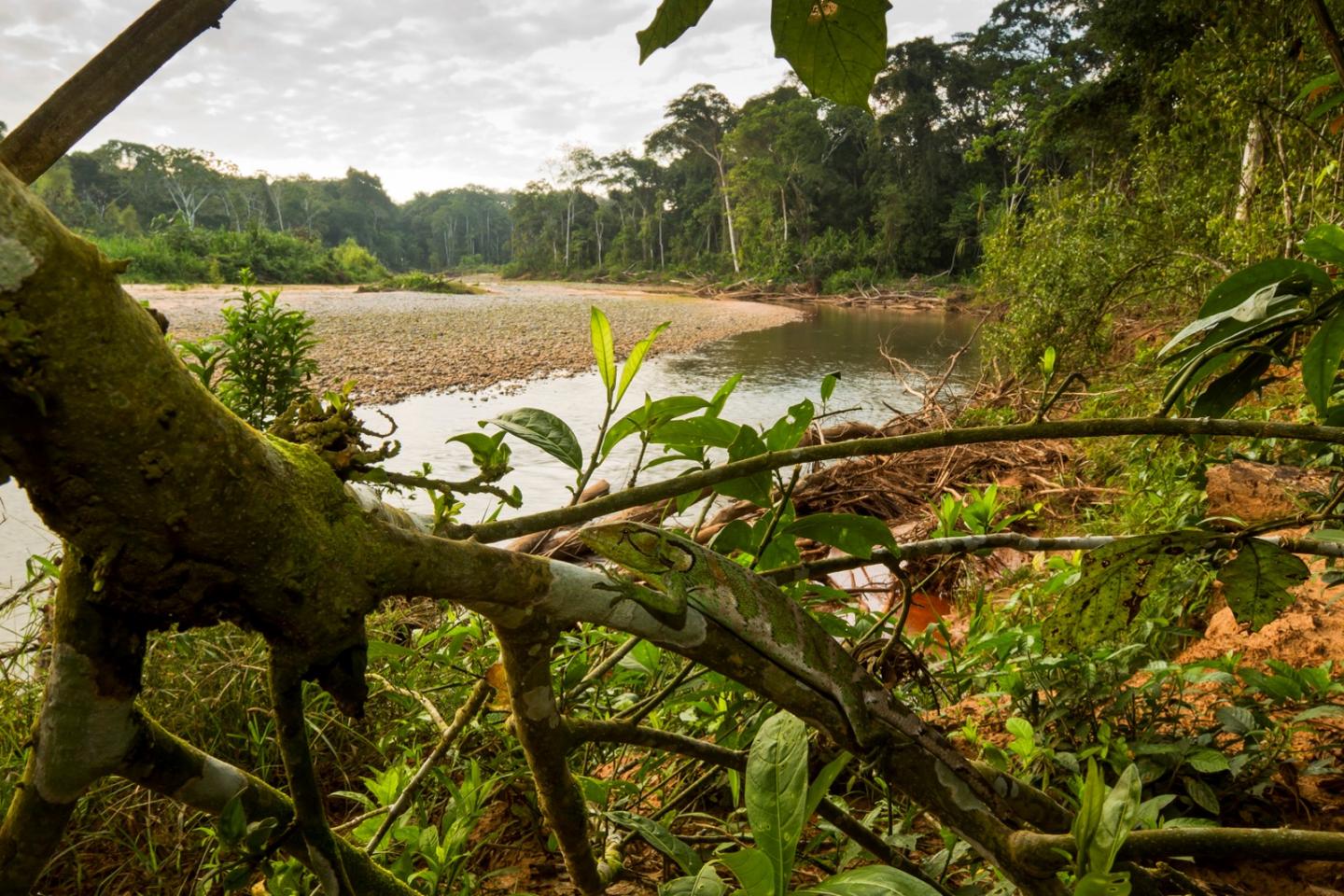 Intact Ecosystems