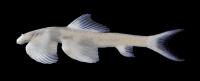 Rare Cave Fish May Not Be Only Walking Species (GIF)