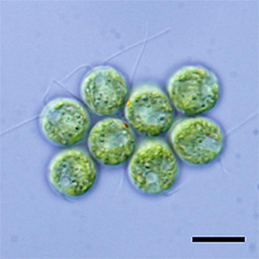 One Critical Gene in Green Algae Responsible for Multicellular Evolution