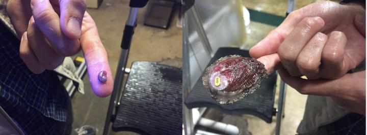 Red abalone side by side comparison