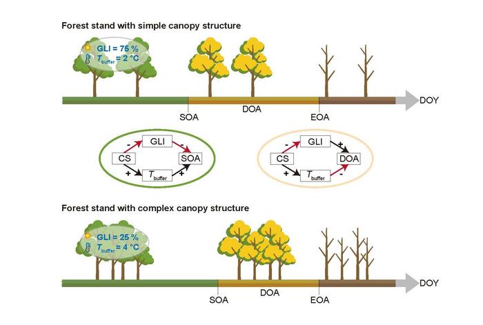 influence of canopy structure on autumn phenology