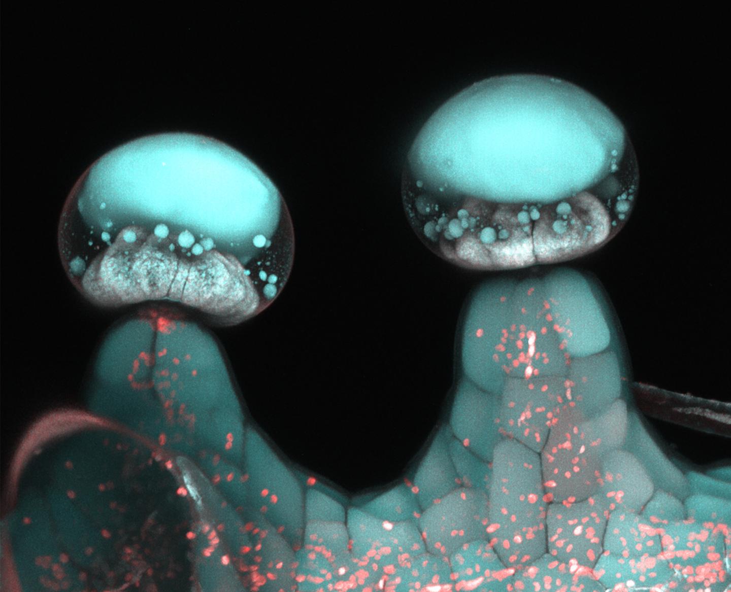 Multi-Photon Microscopy Image of Stalked Glandular Trichome