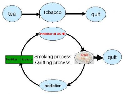 Cessation Effect of Tea Filters on Cigarette Smoking