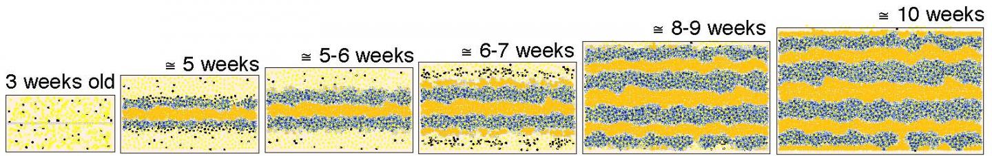 A Zebrafish Gets Its Stripes (1 of 2)