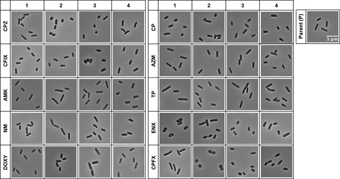 Fig. 1  Light microscopy of antibiotic-resistant strains.