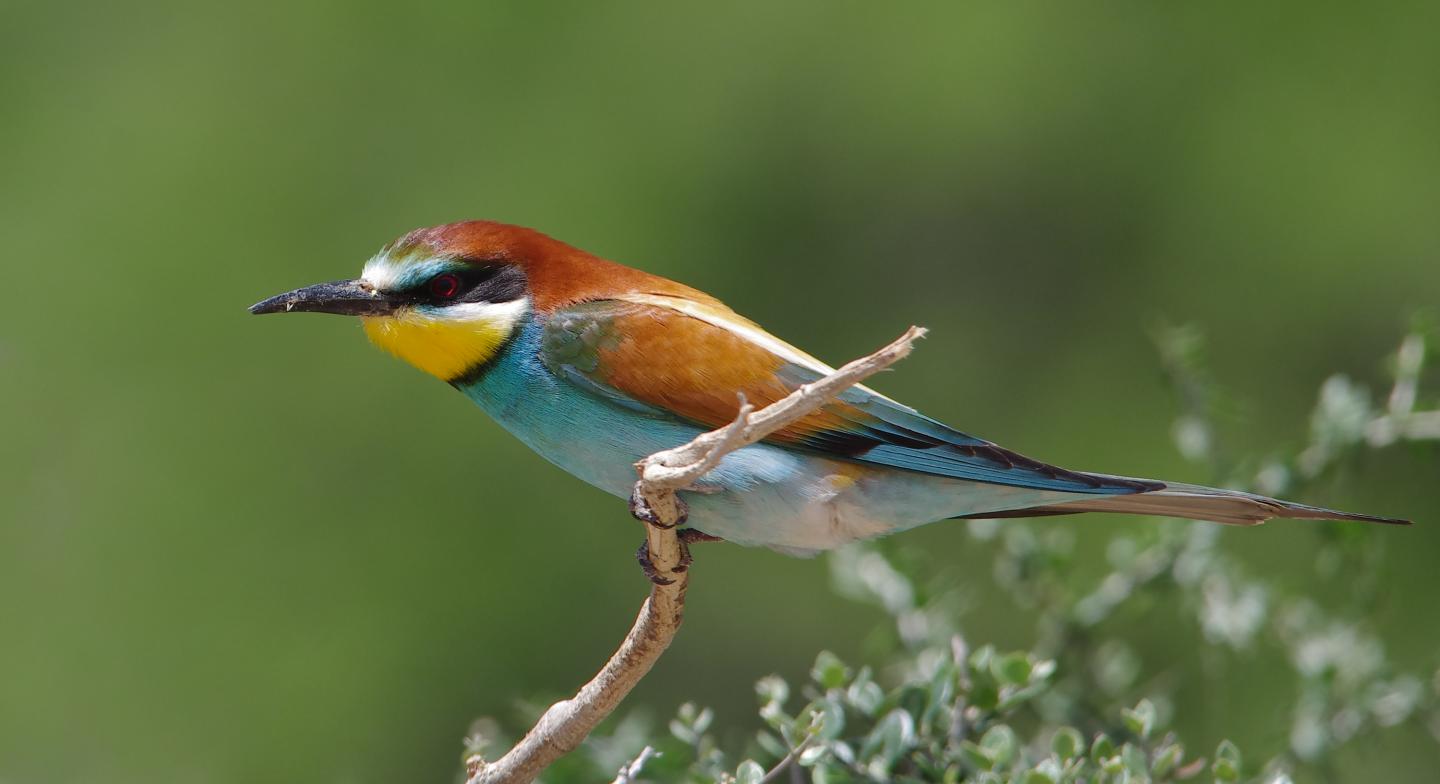 European Bee-eater