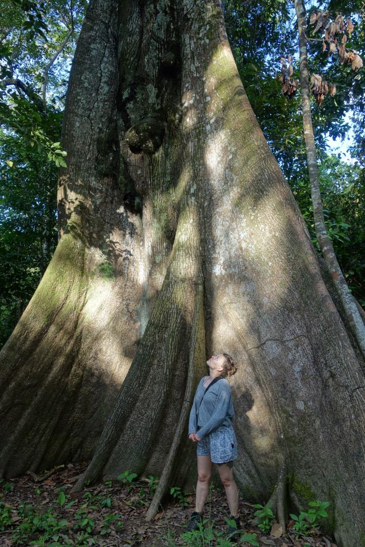 Seeing the Forest for the Trees