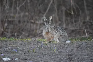 A male brown hare