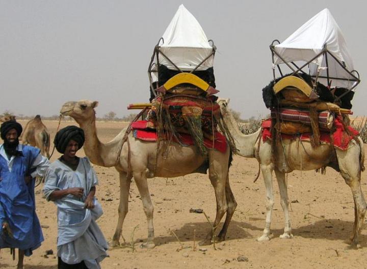 The Main MERS-CoV Reservoir Species is the Dromedary, Which is Found in Large Numbers