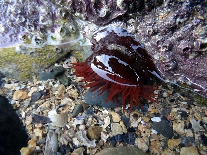 Sea anemone in rockpool