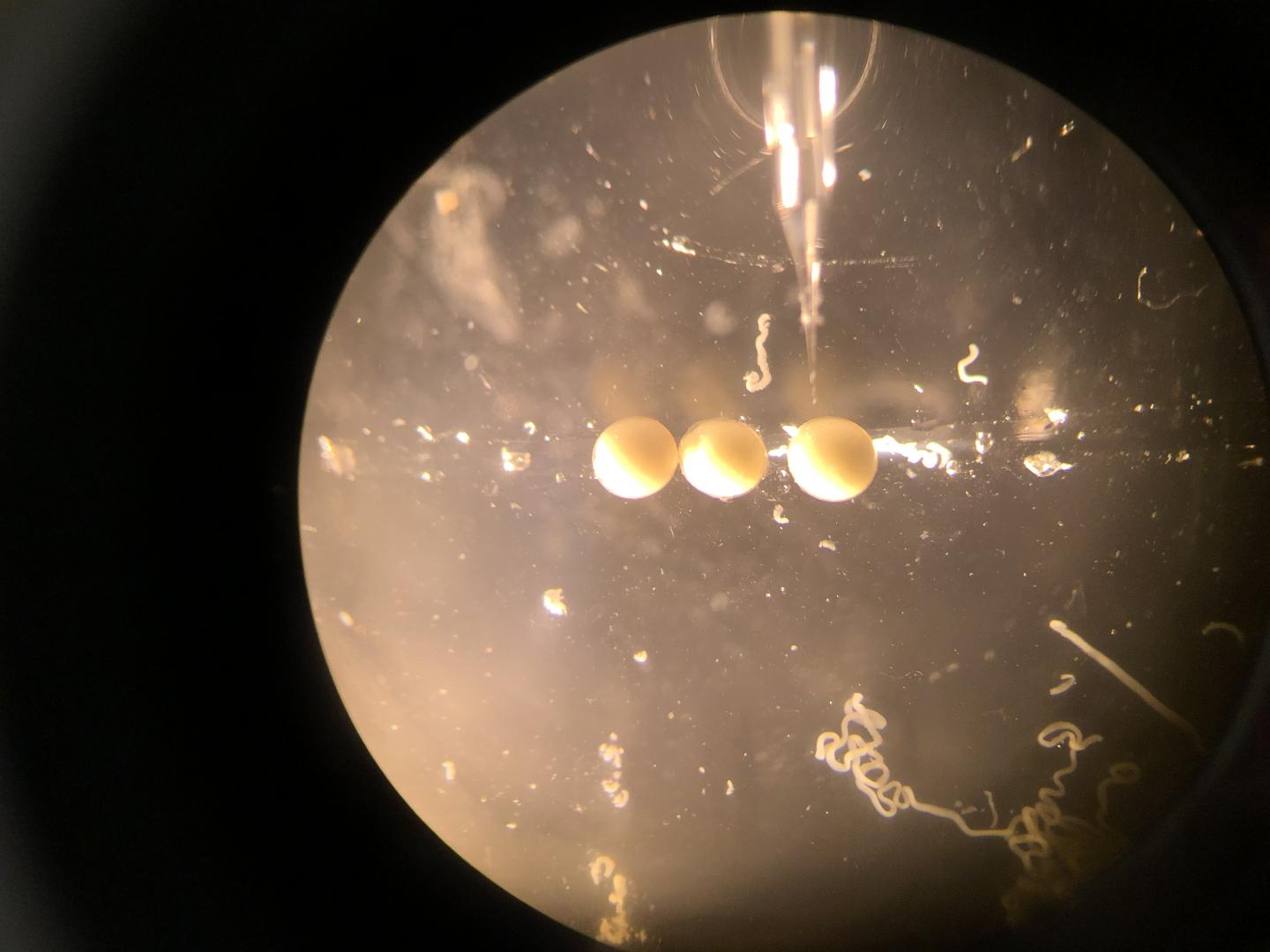 Injection of CRISPR solution into crustacean embryos