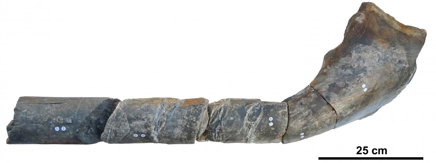 Jaw Bone of Giant Ichthyosaur