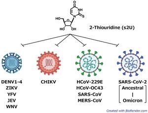 The newly identified 2-thiouridine (s2U) shows broad-spectrum antiviral activity against various ssRNA+ viruses