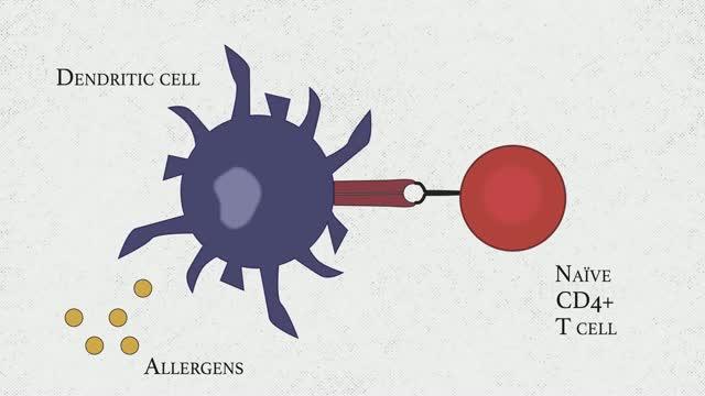 Tracking Down Allergy-Causing T Helper Cells