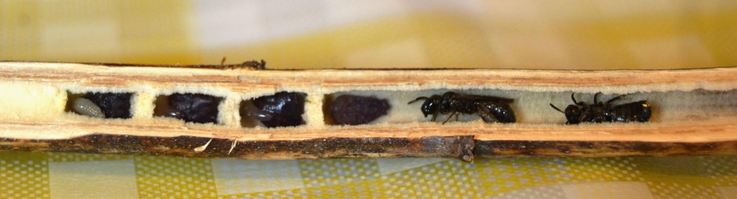 A Dissected Active C. Nigrolabiata Brood Nest with three Completed Brood Cells