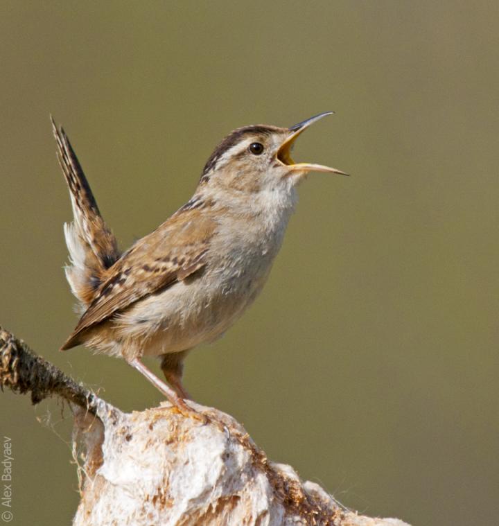 Marsh Wren