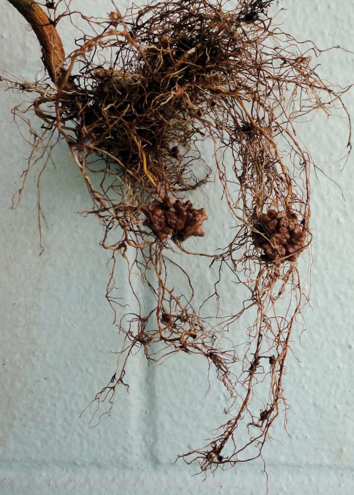 Serianthes root