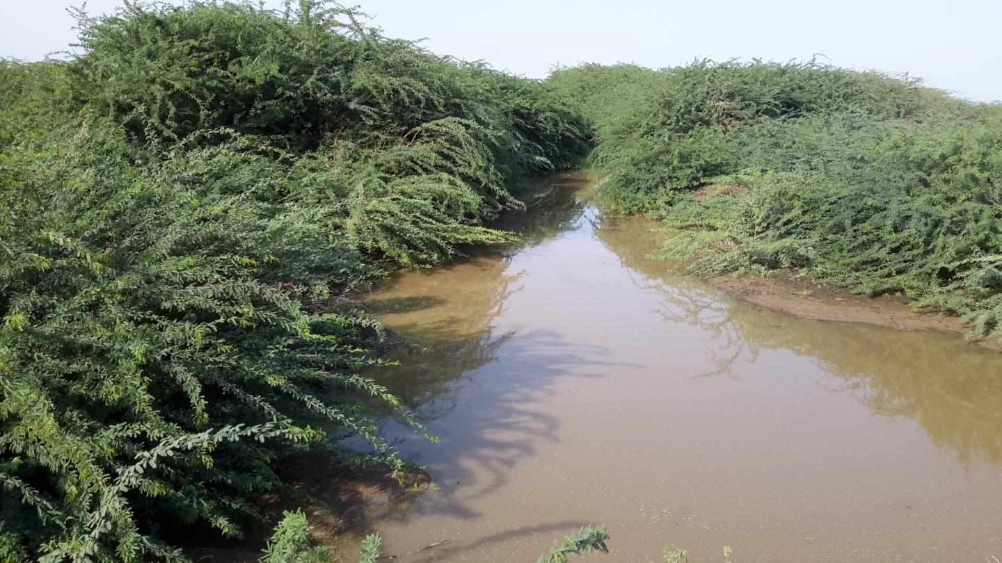 <em>Prosopis</em> on River