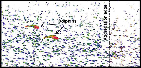 Dolpins Swimming in Sound-Scattering Layer