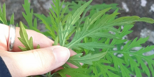 Ragweed makes inroads in Norway