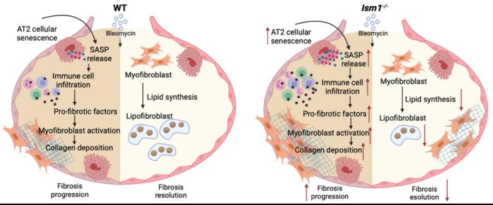 Proposed mechanism of action for ISM1 in regulating pulmonary fibrosis development and resolution using BIPF