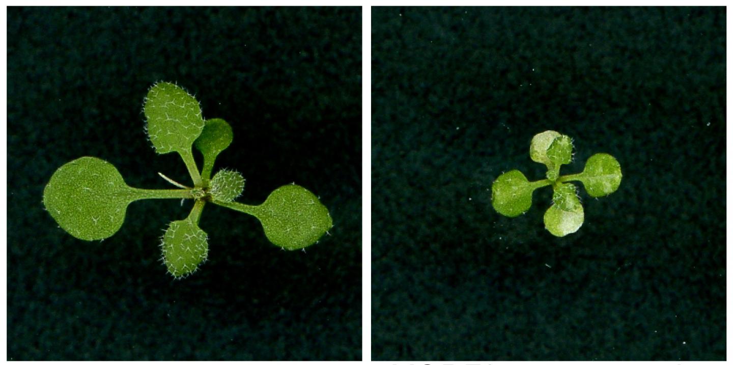 RNA Editing in Plants