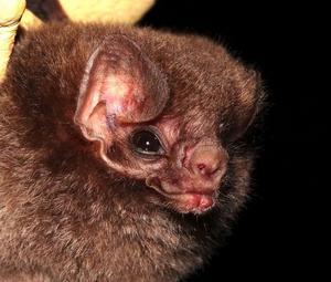 vampire bat